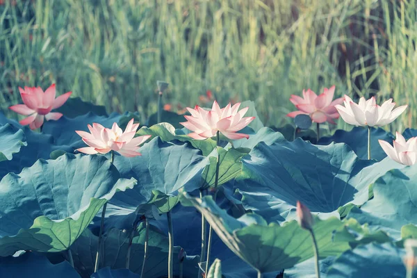 Fiore Loto Fioritura Stagno Estivo Con Foglie Verdi Come Sfondo — Foto Stock