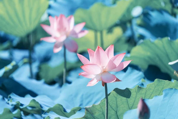 緑の葉をした夏の池に蓮の花を咲かせ — ストック写真