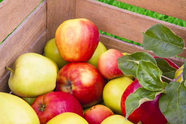 Frische Äpfel in Holzkiste — Stockfoto