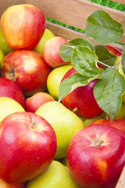 Grüne und rote Äpfel in Holzkiste — Stockfoto