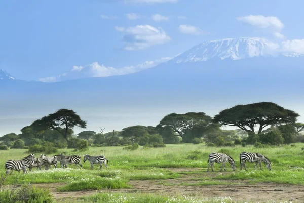 Cebras cerca del Kilimanjaro en Kenia — Foto de Stock