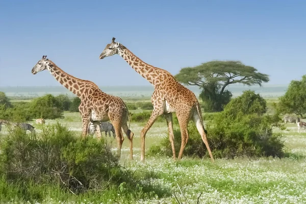 Girafas em Quênia — Fotografia de Stock