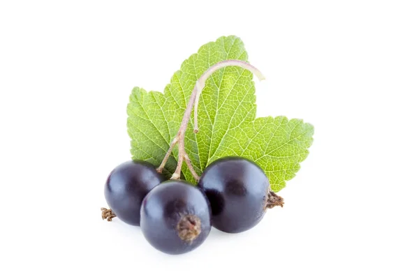 Ribes nero isolato — Foto Stock