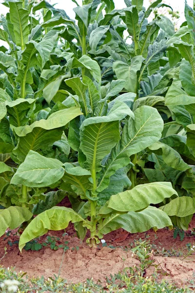 Tütün bitki çiftliğindeki — Stok fotoğraf