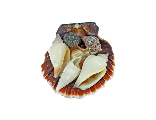 Few small seashells — Stock Photo, Image