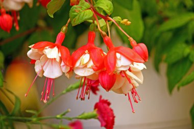 Küpe çiçeği çiçek