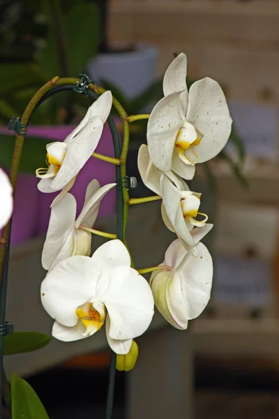 Weiße Orchideenblüten — Stockfoto