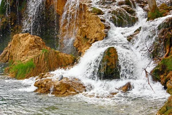 นกนางนวลบนหิน — ภาพถ่ายสต็อก