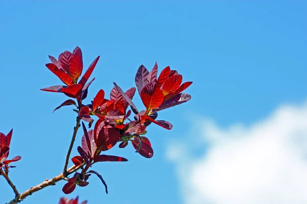 Şube kırmızı yaprakları ben — Stok fotoğraf
