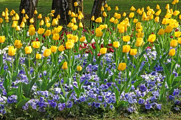 Colorful spring flowers — Stock Image Colorful spring flowers Royalty Free Stock Photos