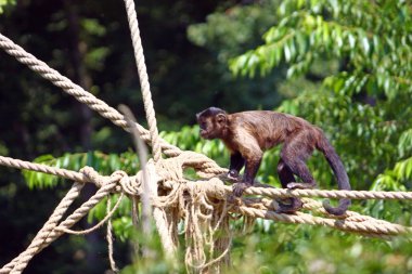 İpleri Capuchin maymun