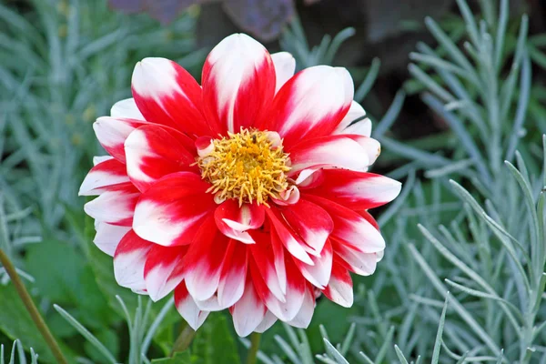 Fleur de dahlia — Photo