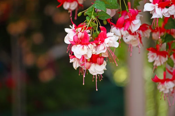 Flowers of fuchsia — Stock Photo, Image