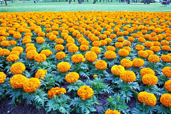 Помаранчевий marigold квіти — стокове фото