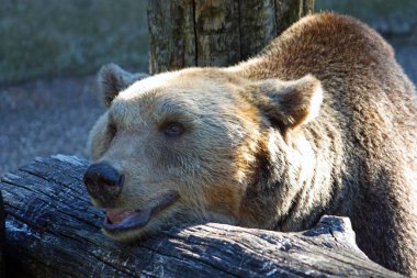 Kahverengi ayı, Ursus arctos