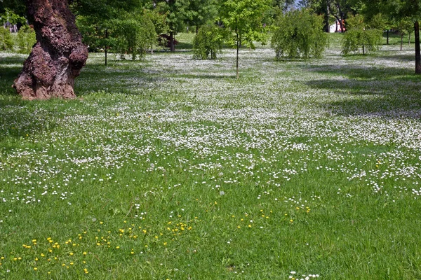 흰 꽃과 초원 — 스톡 사진