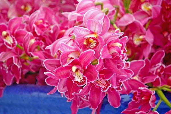 Bunte Orchideenblüten — Stockfoto