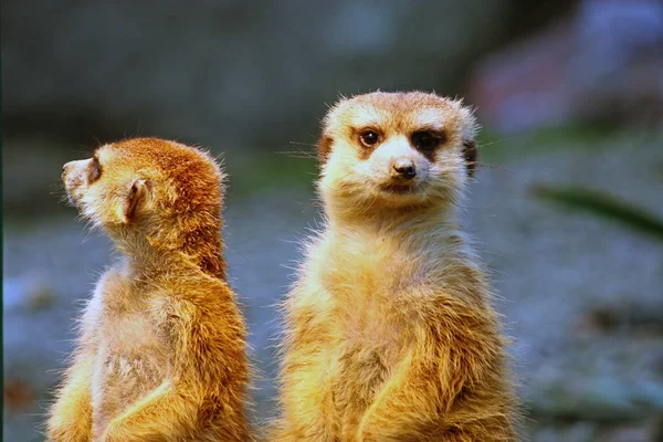 Dois meerkats em observação — Fotografia de Stock