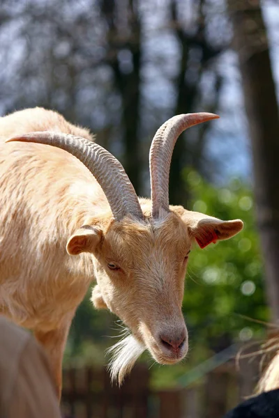 Portrait of a goat — Stock Photo, Image