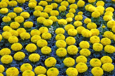 Sarı marigolds, çiçekler