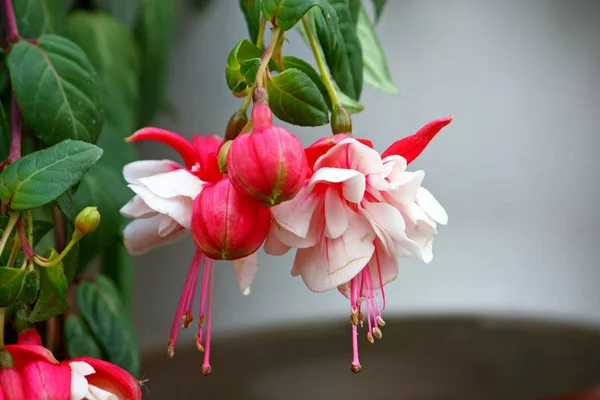 Bloemen van fuchsia — Stockfoto