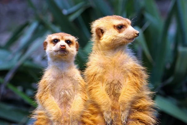 Dois meerkats em observação — Fotografia de Stock