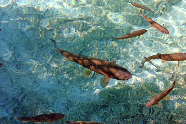 Truta grande em água — Fotografia de Stock