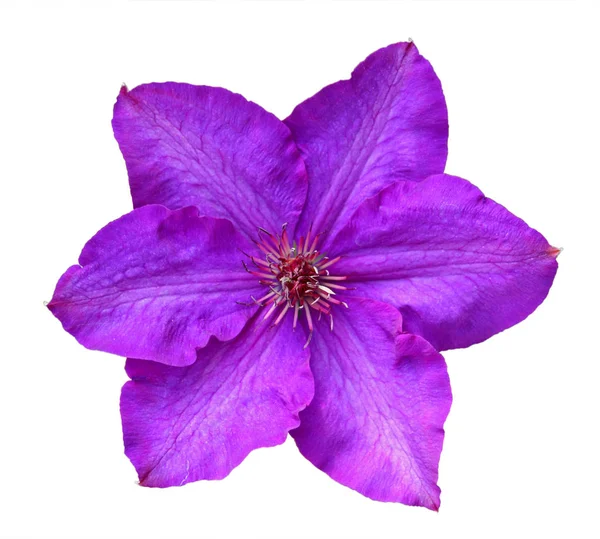 Flor de clematis —  Fotos de Stock