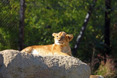Aslan yavrusu büyük taş