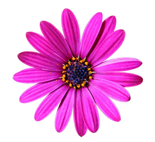 Blume des afrikanischen Gänseblümchens — Stockfoto