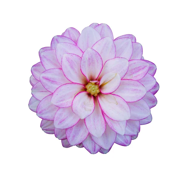 Blomma av dahlia — Stockfoto