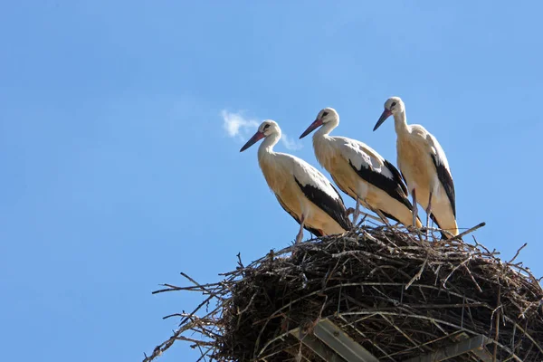 Three storks in the nest — Stock Photo, Image
