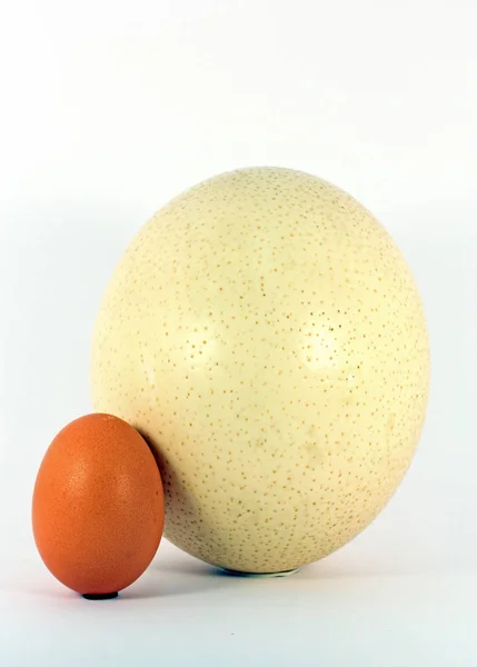 Ovos de galinha e avestruz — Fotografia de Stock