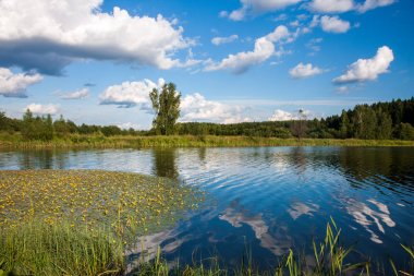 Yaz manzara orman ve göl