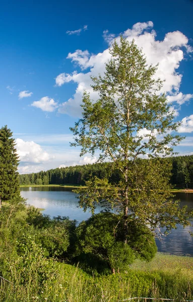 Sommerlandschaft mit Wald und See Stockbild