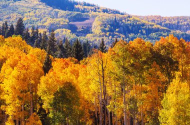 Colorado sarı sonbahar