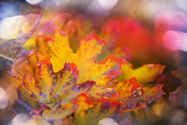 Kleurrijke herfstbladeren — Stockfoto