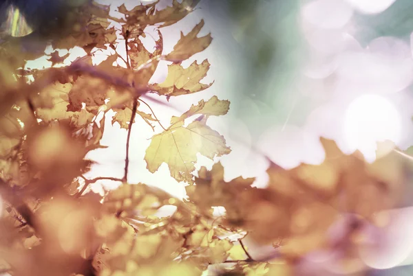 Folhas de outono coloridas — Fotografia de Stock