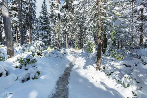 Snow-covered forest — Stock Photo, Image