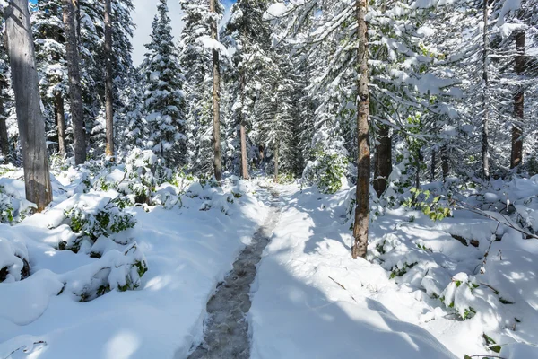 Schneebedeckter Wald — Stockfoto