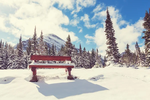 Invierno en Glacier Park — Foto de Stock