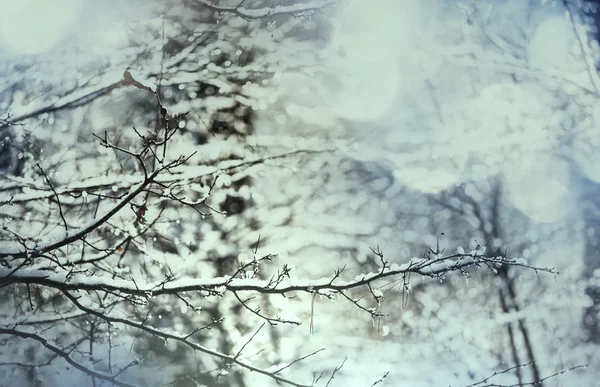 Ramas de árboles congelados — Foto de Stock