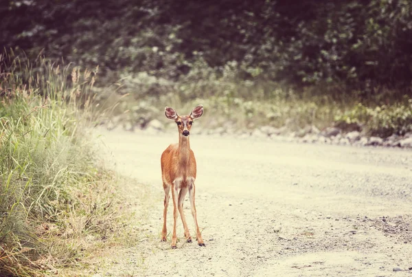 Alce selvagem em pé na estrada — Fotografia de Stock