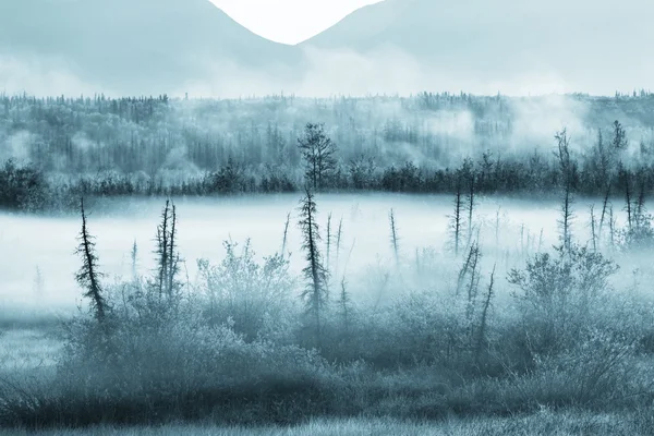 Nebelwiese am Morgen — Stockfoto