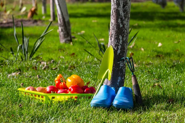 Gardening tools and vegetables — Stock Photo, Image