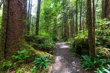 Yağmur ormanlarında Vancouver Adası