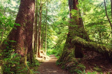 Yağmur ormanlarında Vancouver Adası