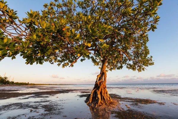 Árbol de manglar solitario —  Fotos de Stock