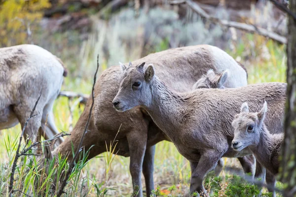 Stor-horned får — Stockfoto