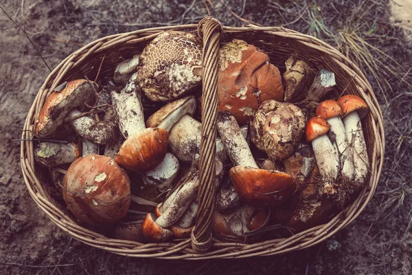 Mushrooms in Fall season — Stock Photo, Image